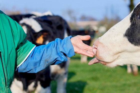 Sale_representativ_Farm_in_the_field_with_cows-Emmanuel_PAIN-Kersia-2491